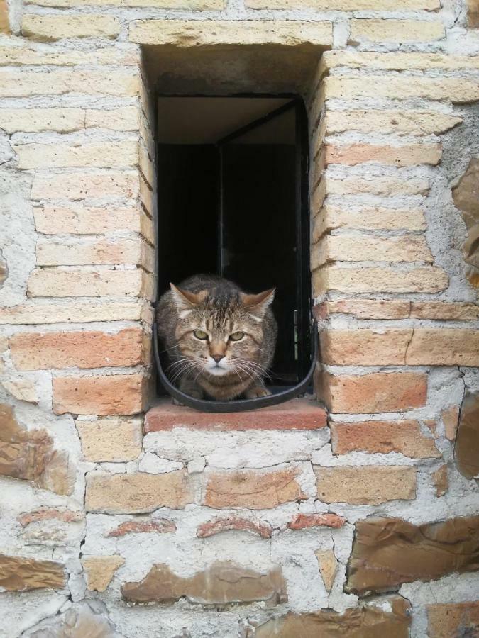 Nocini Di Maremma Tatti Exterior foto
